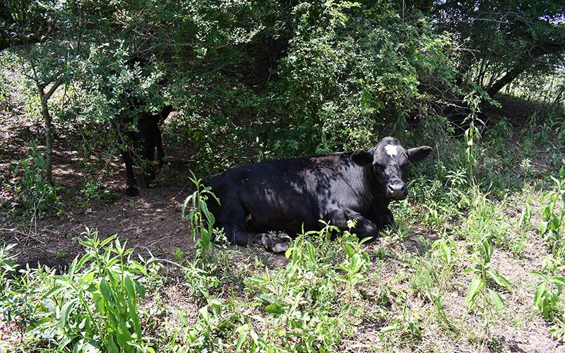 Valentino the cow gets some sun. JULIANNE AKERS/Staff