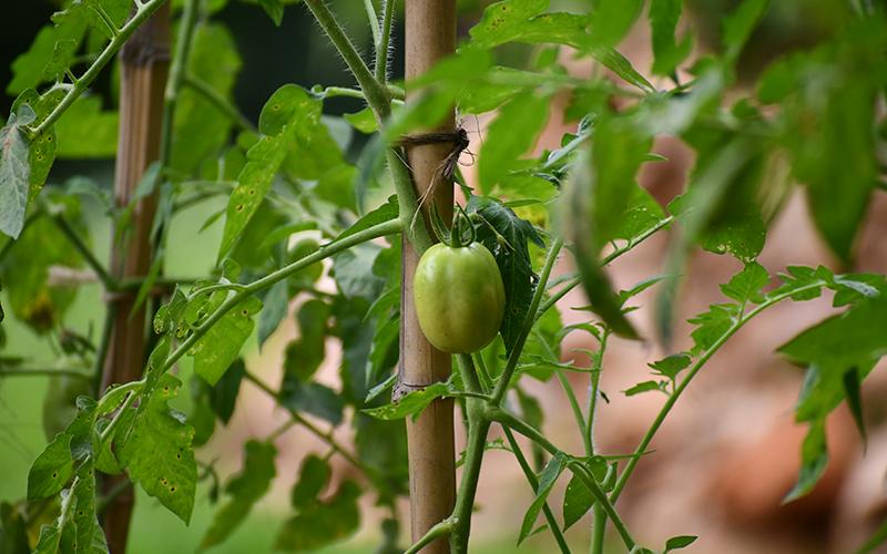 A tomato grows on one of Vinny Correa’s many plants at his farm in Clarkesville.  JULIANNE AKERS/Staff