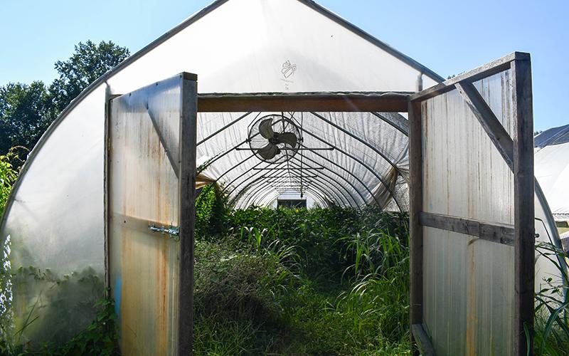Bey’s greenhouses are filled with a variety of crops. Pictured are rows of peppers and eggplants.  JULIANNE AKERS/Staff