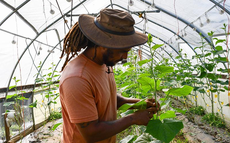 Tariq Bey checks out his cucumber plants in one of the  several greenhouses located on his sustainable farm in Demorest.