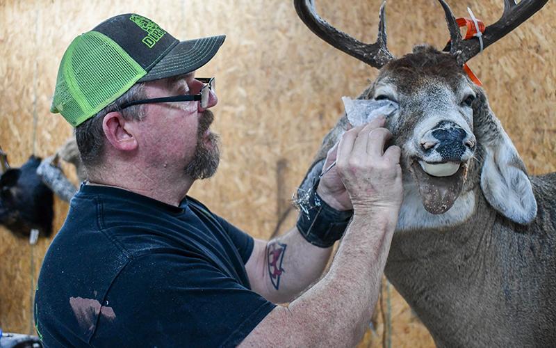 Chris Carter works on getting the eyes just right on a Canadian deer , as they are the most important part of taxidermy to him. JULIANNE AKERS/Staff