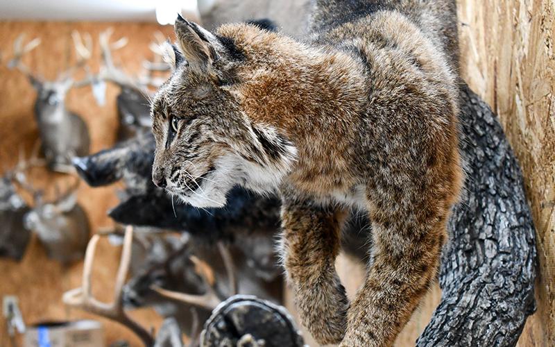 A bobcat posed on a tree branch waiting to be picked up by one of the shop’s customers.  JULIANNE AKERS/Staff