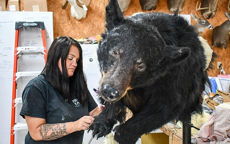 BJ Ivie works on stitching up the leg of a bear at Trophy Taker Taxidermy in Cornelia. JULIANNE AKERS/Staff
