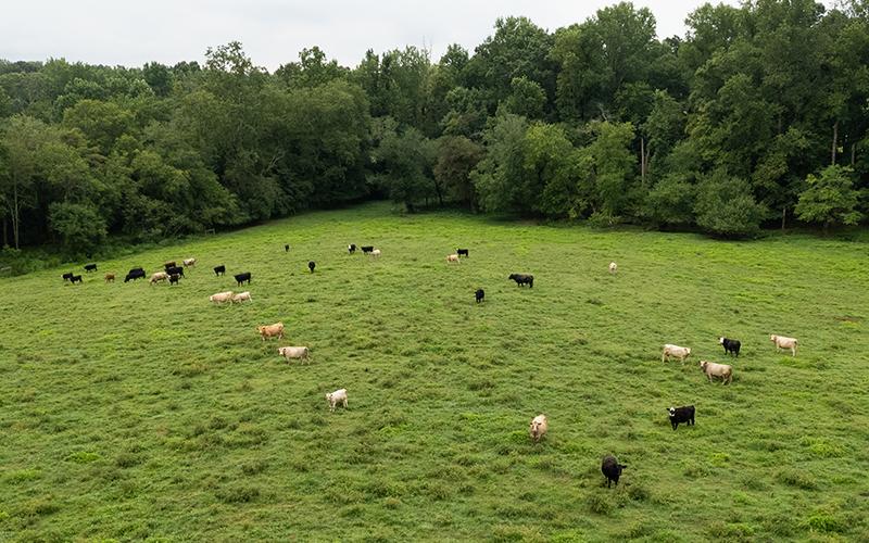 Farmland that lies along New Liberty Road in Clarkesville. ZACH TAYLOR/Staff