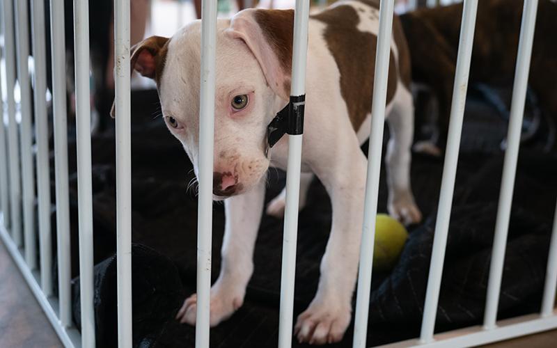 Peaches at Mutty Paws Rescue takes a sniff of the camera. ZACH TAYLOR/Staff