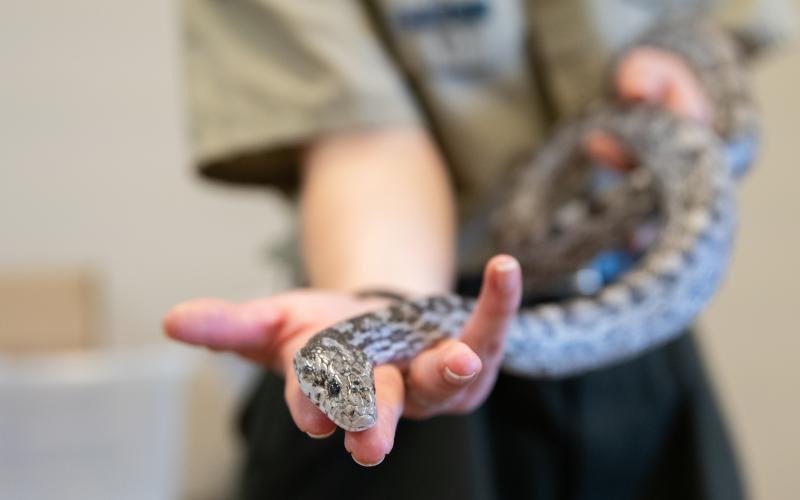 Snakes are great teachers at Tallulah Gorge’s Snake Saturday events. ZACH TAYLOR/Staff