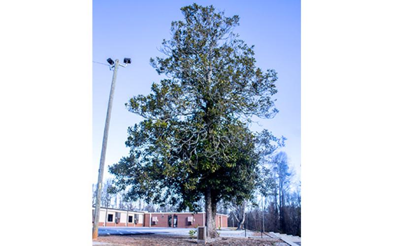 A single Southern Magnolia tree stretches its limbs over the bus parking lot, where children attending Hazel Grove Elementary School are dropped off for a day of school and picked back up about seven hours later. The tree memorializes the passing of Donna Gail Wright 65 years ago. (Hannah Caudell/Staff)
