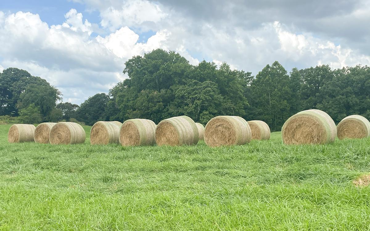 Hay bales on Old Athens Highway sit in a field after recently being cut. Recent rain showers in the area have helped to bolster the growth of hay, while also causing some challenges to farmers. (Hannah Caudell/Staff)