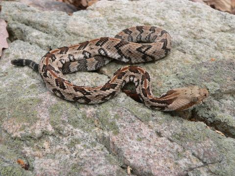 Like most snakes in the pit-viper family, the timber rattler has a triangular head and vertical-slit pupils. Photo/Steve Kyles, Georgia DNR