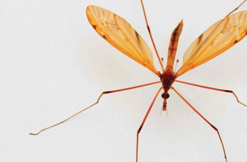 Mosquito