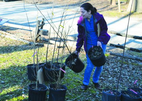 Becca Risser of the Soque River Watershed Association works the tree sale in Clarkesville last year.