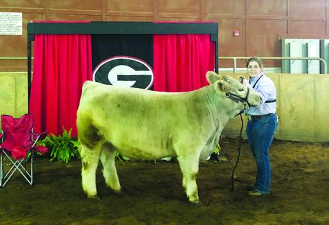 Krista Harrison, a  senior at Habersham Central High School, is shown with her show cow at the University of Georgia Block and Bridle Show.