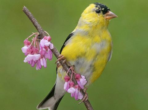 A bright goldfinch perches on a flowered branch in this photo taken by Danny Young of Clarkesville.