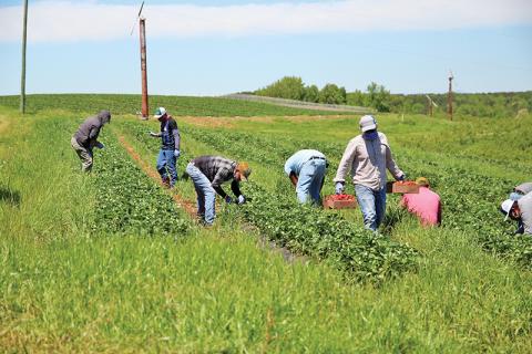 Workers spend Monday afternoon picking fresh strawberries at Jaemor Farms.