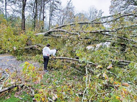 Jose and Fabiola Flores try to dig through a downed tree on Louise Street in Clarkesville on Thursday morning. SAMANTHA SINCLAIR/CNI News Service