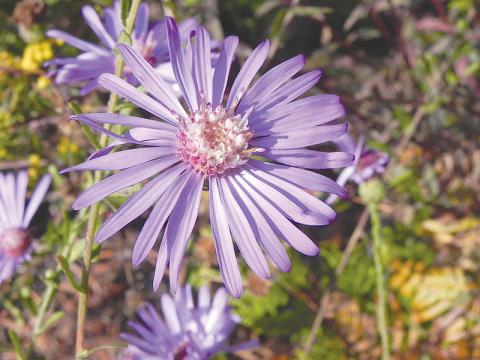 The Georgia Aster is an endangered flower that the USFS hopes to see flourish in the Lake Russell WMA.