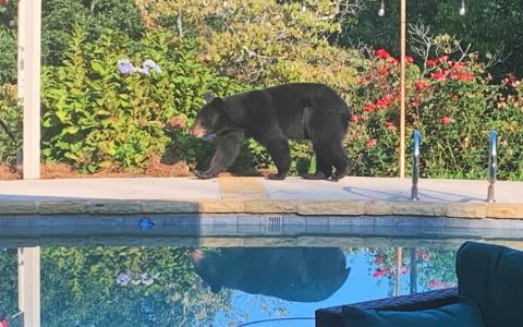 This bear took a stroll through a Cornelia backyard on Tuesday evening. EMMA HOCHGESANGNOFFSINGER/Submitted 