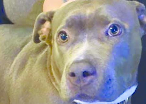Madea barked loudly enough to wake her family and save their lives.