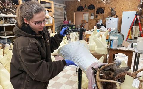 Cassie Carter applies 386 epoxy glue to the scratched form in order for the hide to stay secured to the form during the mounting process. CASSIE CARTER/Submitted 