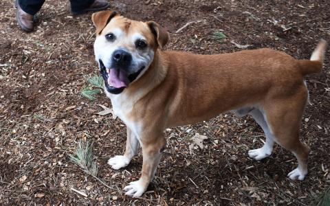 Grado is full of energy and hoping for a new family soon. AMARIS E. RODRIGUEZ/Staff 