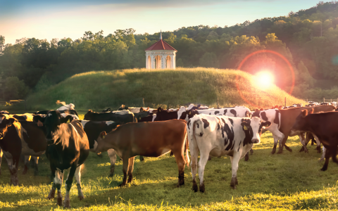 The cows will come home – literally – on Saturday at Hardman Farm. SARAH SUMMERS/Submitted