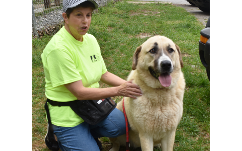 Belle, an Anatolian Shepard dog who has been at the shelter since February, will be transported to It Takes A Village Animal Rescue in Delaware next week to be given a chance to find a family outside of Habersham County. AMARIS E. RODRIGUEZ/Staff