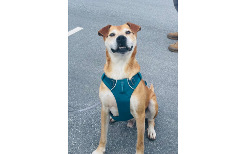 Grado smiles knowing he is off to a rescue in Connecticut after spending 168 days at the Habersham County Animal Shelter.