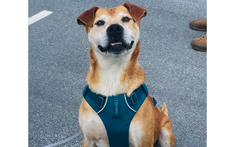 Grado smiles knowing he is off to a rescue in Connecticut after spending 168 days at the Habersham County Animal Shelter. MADI NIX/Submitted