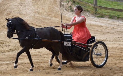 Brooke Hayes got dressed up nice to compete in a driving class with her pony, Willie. SASSY HAYES/Submitted