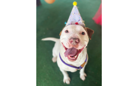 Mutley was found on the highway a little more than a year ago. SUBMITTED
