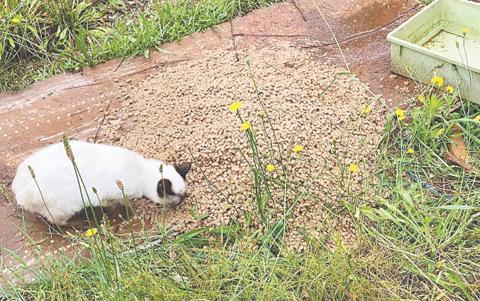 Feral cats, which did not recieve any medical care for two years, were fed for two years on a Demorest property. HABERSHAM COUNTY/Submitted