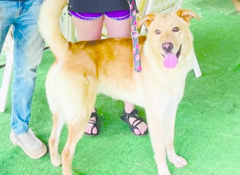 Dex was adopted by Brianna and Hunter Goss on Friday, helping the shelter stray away from euthanasia as they “broke even” with no additional animals at the end of the day after breaching capacity.
