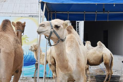 Camels wander the fairgrounds in Clarkesville this week as they anticipate the beginning of the Chattahoochee Mountain Fair tonight. MATTHEW OSBORNE/Staff