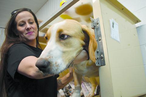 Olivia Whitfield works with a canine pal at the Habesham County Animal Shelter. FILE