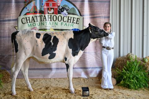 Maggie Moose wins the Jr. Showmanship champion belt buckle with her dairy cow. ZACH TAYLOR/Special