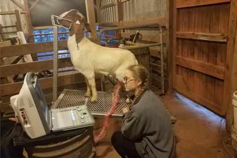 Kelsie Hanley performs an ultrasound on Elsa the goat as a part of her supervised agricultural experience project as a member of the National FFA organization. SUBMITTED