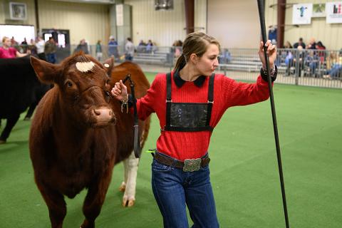 , Abby Strong turns her cow around in the second heat of senior beef showmanship at the FFA livestock show at Habersham Central High School on Saturday morning. The event capped off FFA Week in Habersham County. ZACH TAYLOR/Special