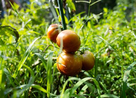 Tomatoes sit in the early morning dew. ZACH TAYLOR/Special