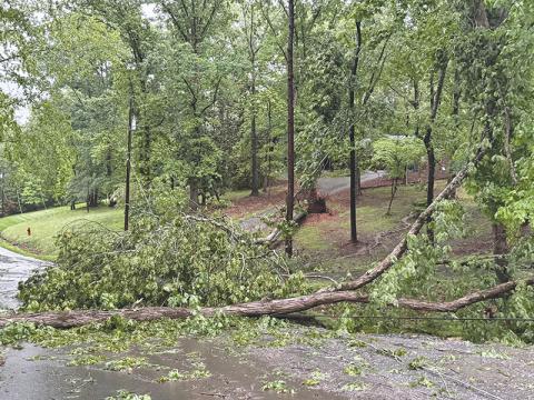 A tree is down over power lines on Sunset Street in Clarkesville on Thursday morning.