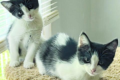 Ringo and Jingo are among the cats that are looking for new homes across the region.  Habersham County’s animal shelter is overflowing with cats and dogs this summer. SUBMITTED 
