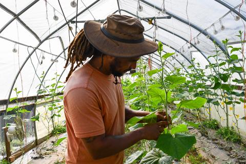 Tariq Bey checks out his cucumber plants in one of the  several greenhouses located on his sustainable farm in Demorest. 