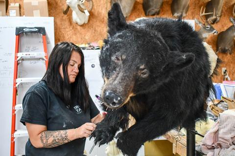 BJ Ivie works on stitching up the leg of a bear at Trophy Taker Taxidermy in Cornelia. JULIANNE AKERS/Staff