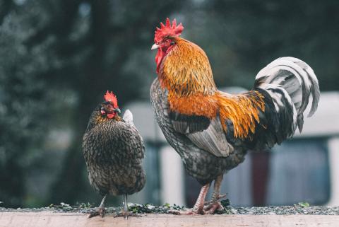 Photo by Egor Myznik on Unsplash.