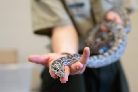 Snakes are great teachers at Tallulah Gorge’s Snake Saturday events. ZACH TAYLOR/Staff