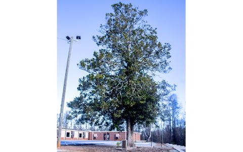 A single Southern Magnolia tree stretches its limbs over the bus parking lot, where children attending Hazel Grove Elementary School are dropped off for a day of school and picked back up about seven hours later. The tree memorializes the passing of Donna Gail Wright 65 years ago. (Hannah Caudell/Staff)