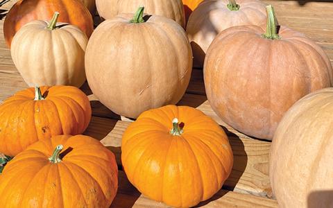 Flew the Coop Homestead will offer a pumpkin patch, a general store and more at the Clarkesville Fall Festival this Saturday. (Submitted)