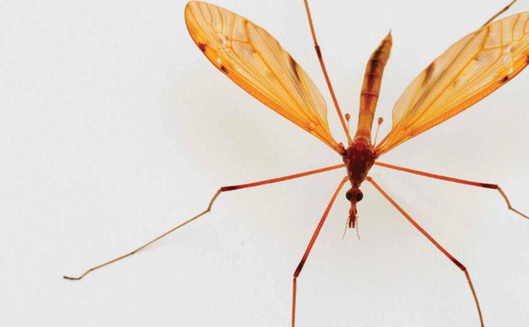 Mosquito