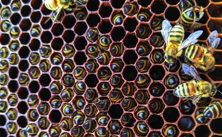 Warm winters can be a dangerous time for bee populations. Courtesy of June Dale/Daleville Farms
