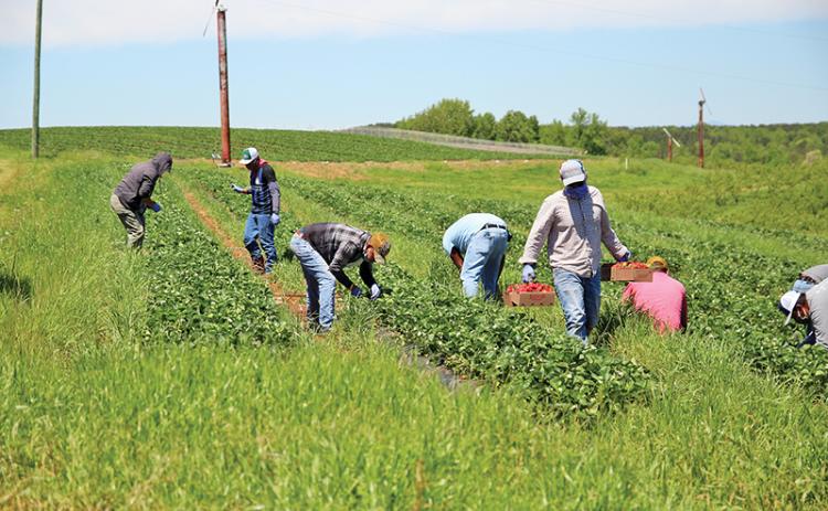 Workers spend Monday afternoon picking fresh strawberries at Jaemor Farms.