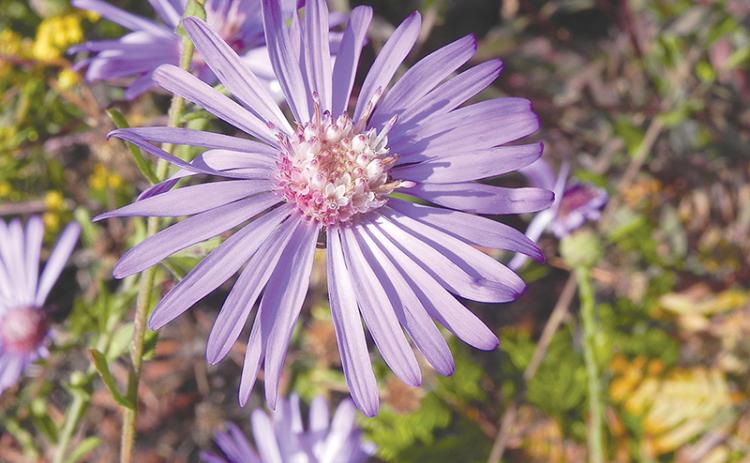 The Georgia Aster is an endangered flower that the USFS hopes to see flourish in the Lake Russell WMA.